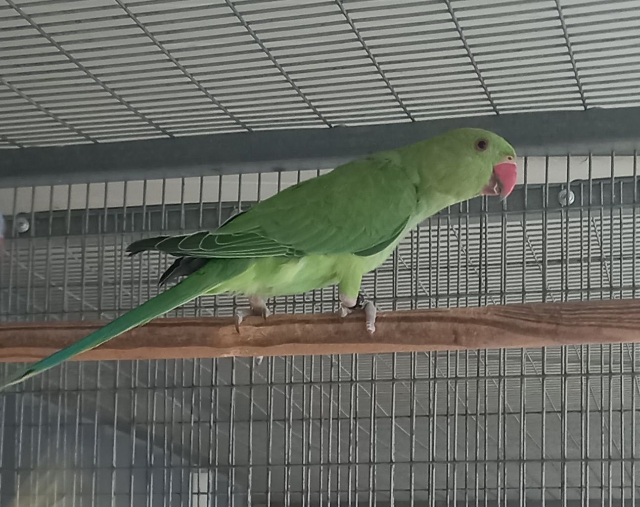 Ring Neck Verde - Macho (sexado) 2025