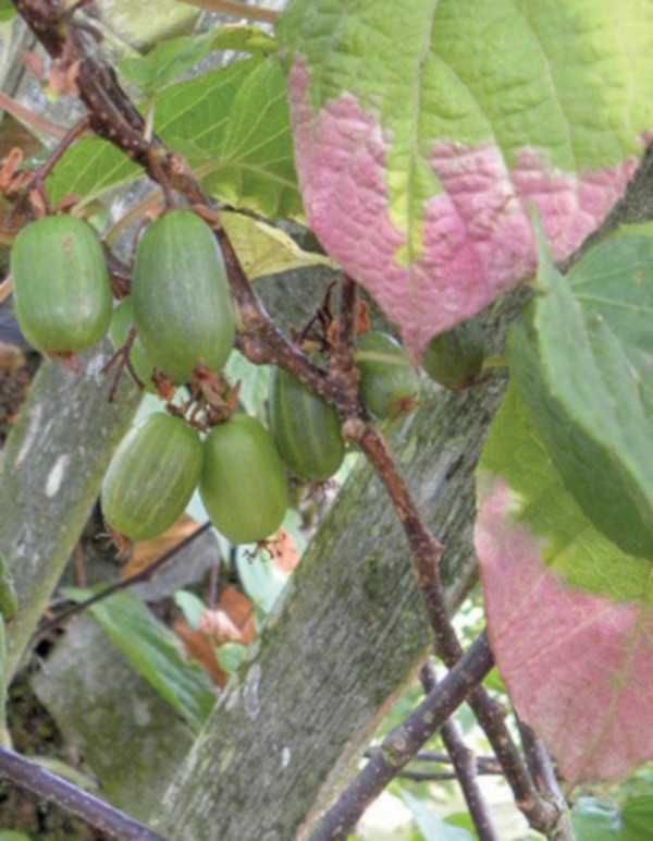 AKTINIDIA PSTROLISTNA Dr Szymanowski - sadzonki w doniczkach