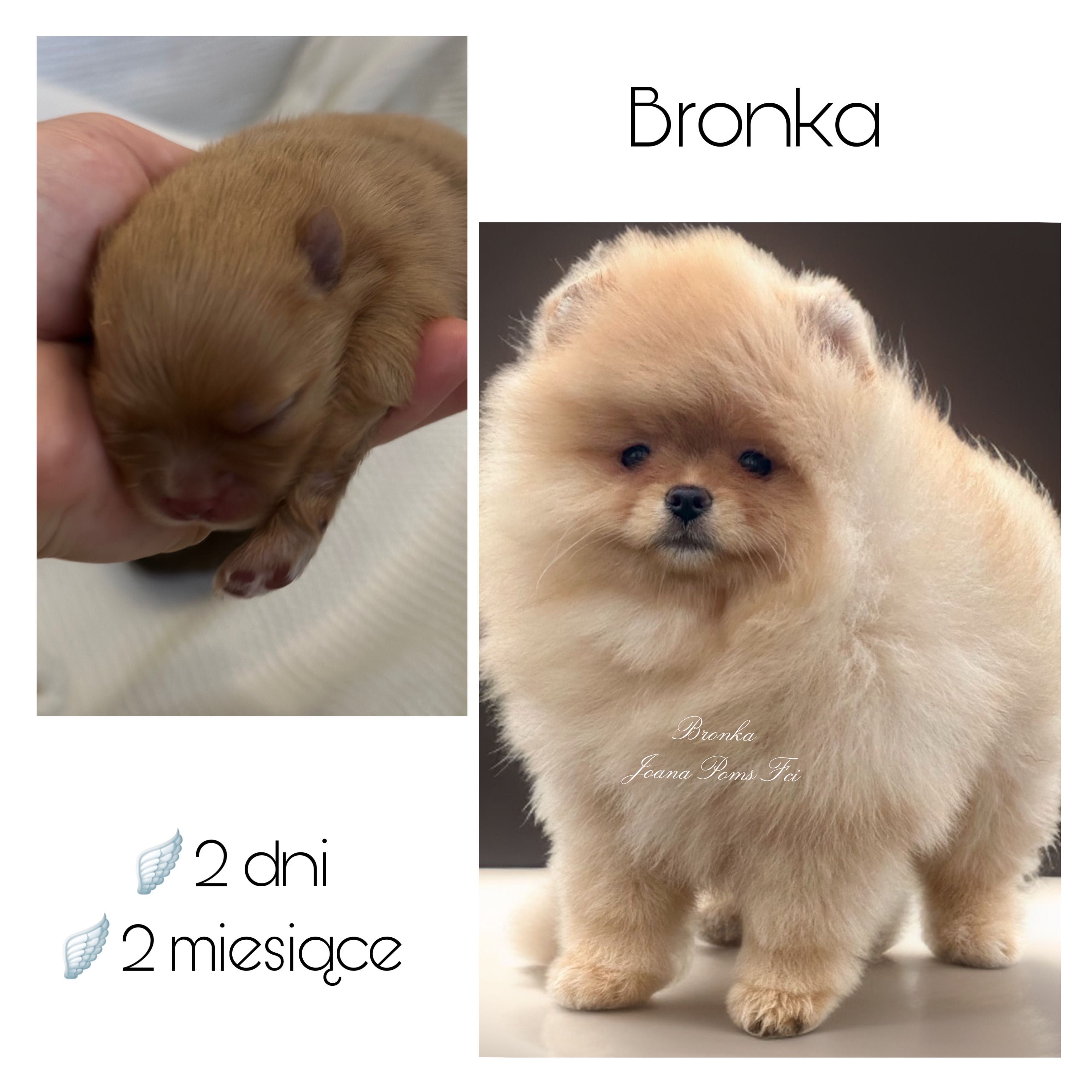 Szpic miniaturowy/pomeranian