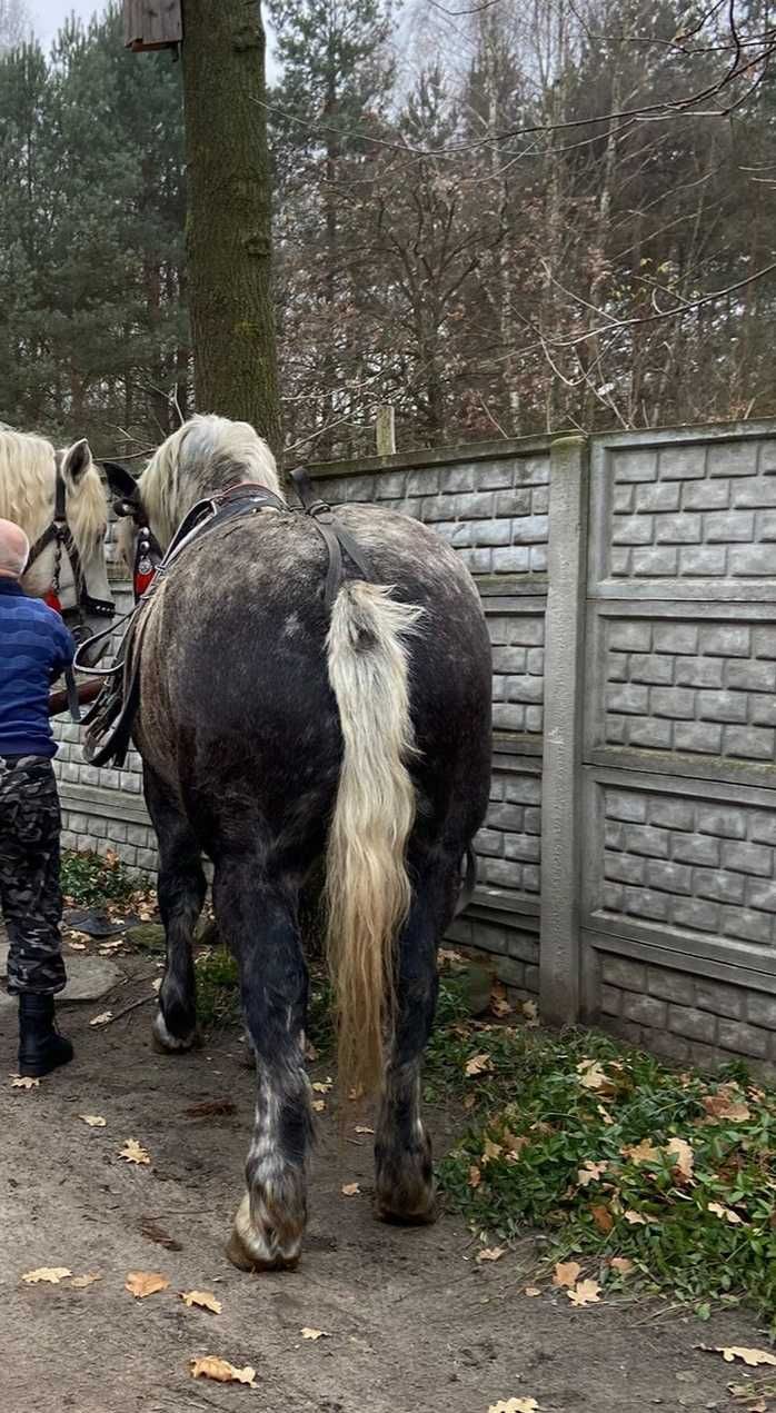 Wałach zimnokrwisty szpak