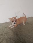 Chihuahua piesek gładkowłosy brązowy ze znaczeniami