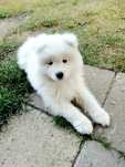 Śliczny samoyed:)