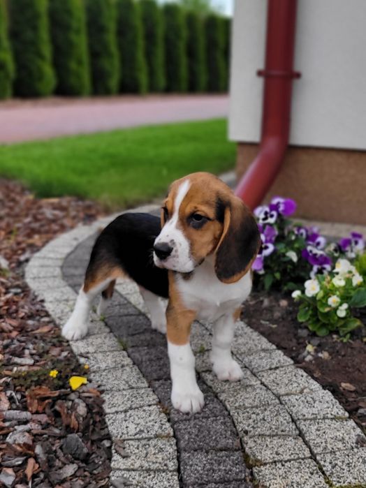 Beagle Szczeniak Zaprasza