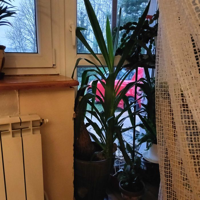 Kwiaty doniczkowe juki