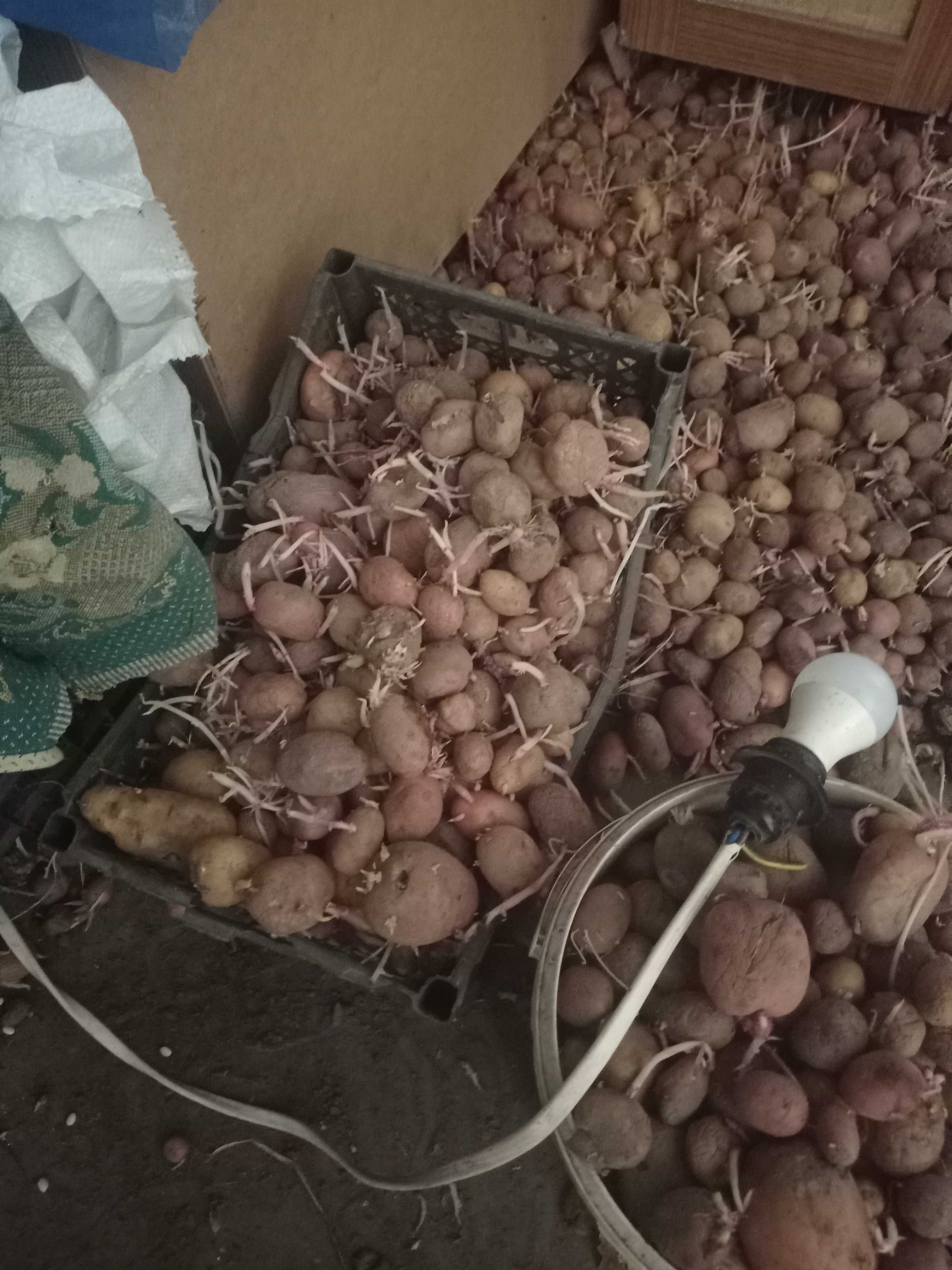 Продам картоплю село Шпитьки