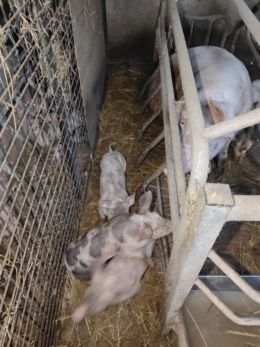 PORCOS Pietra para VENDA