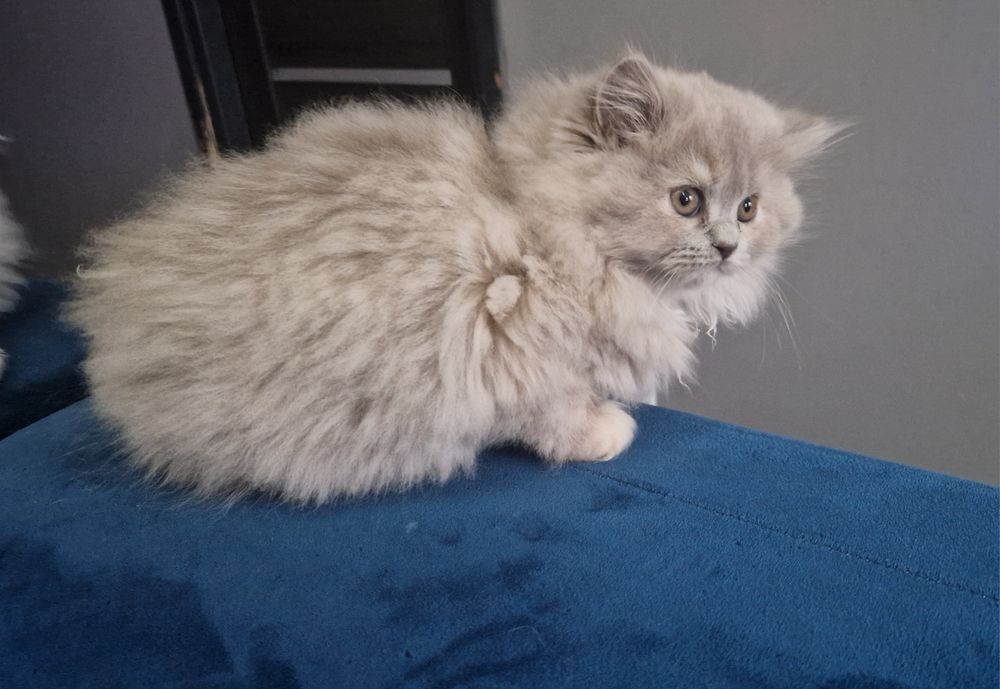 Kocurek Brtytyjski długowłosy Liliowy