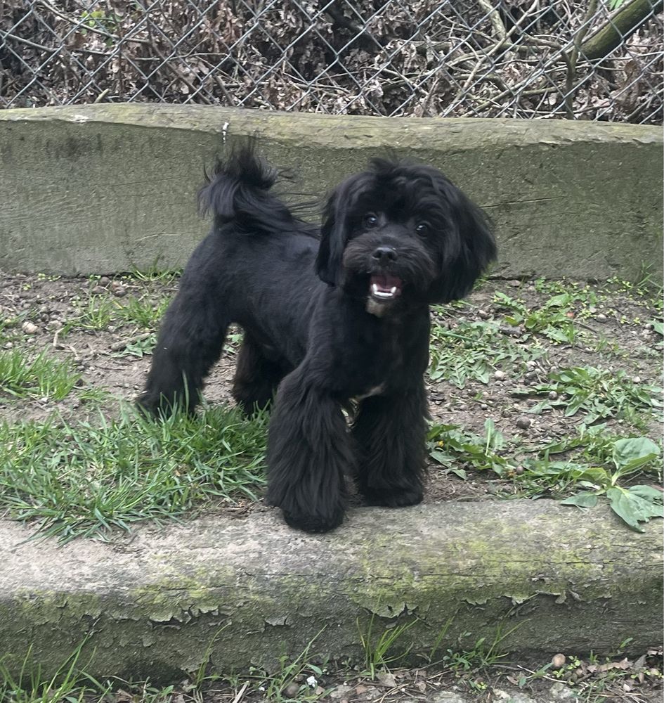 Piesek Shihpoo - shih tzu& pudel toy jak maltipoo