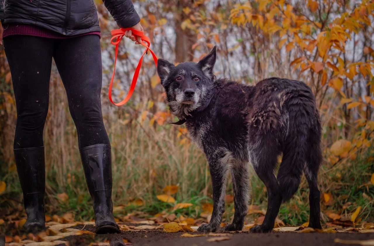 Herkules - stateczny kawaler czeka na swój dom