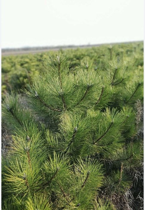 Новорічна ялинка, Новогодняя елка (сосна Кримка)