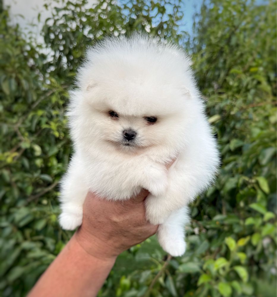 Szpic miniaturowy Pomeranian Suczka Zkwp FCI