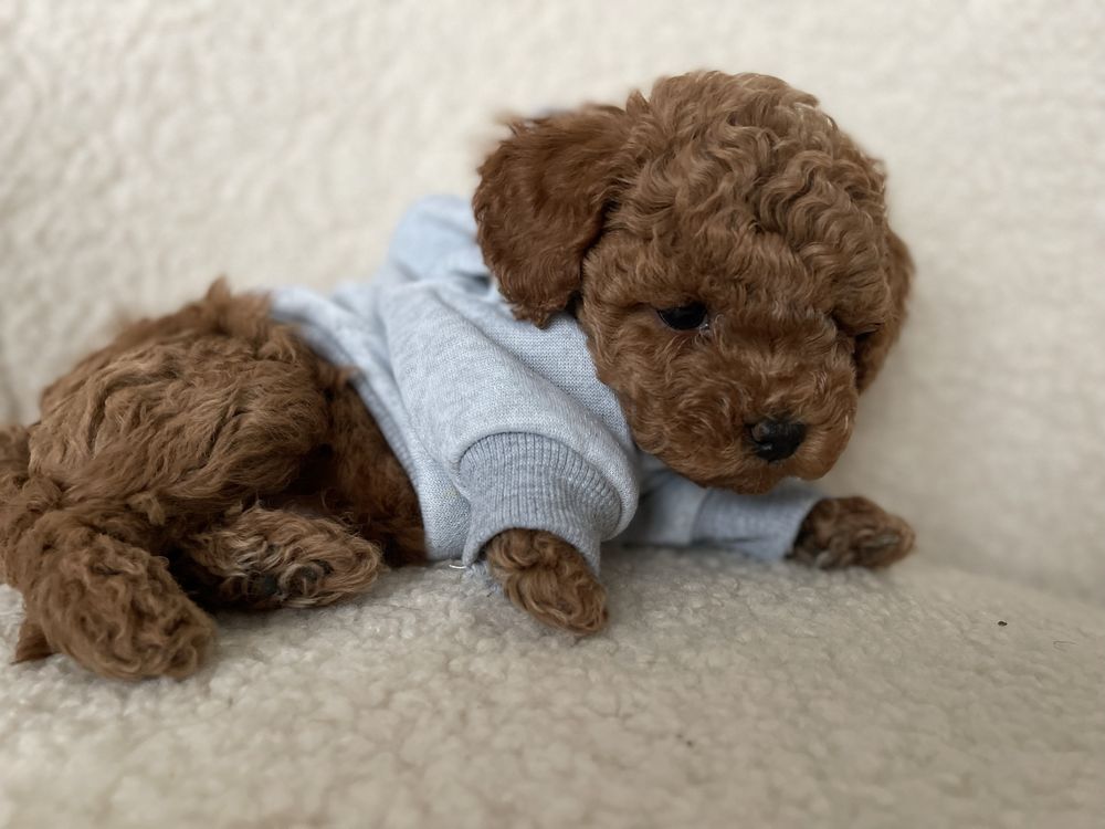 Poodle toy VIP (mini)