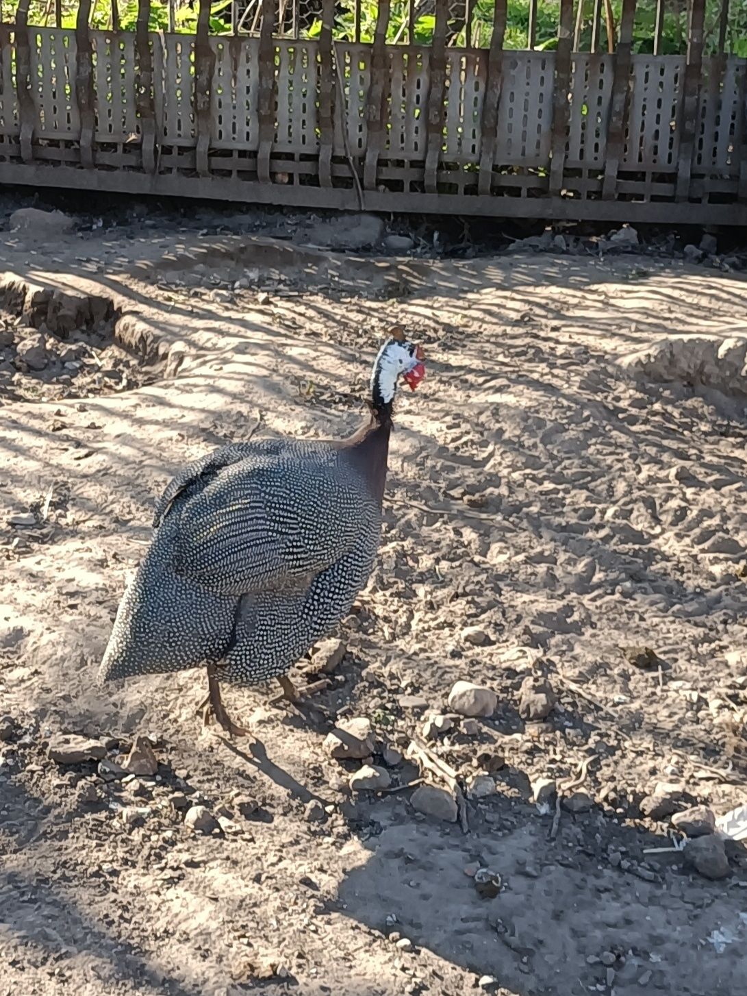 Perlica samica dorosla