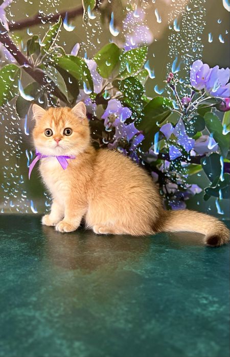 Кіт дорослий в'яжучий золотий шотландський капловухий фолд