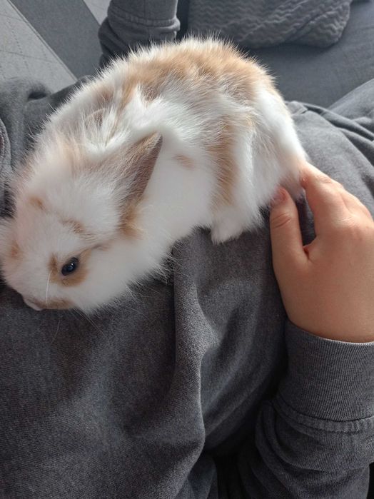 Oddam Kudłatego króliczka miniaturkę