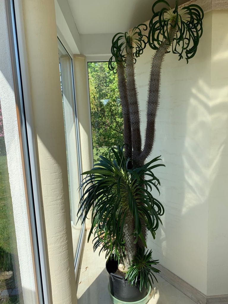 Kaktus 2,5 m wysoki - palma madagaskarska