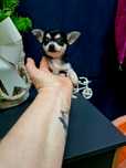 Śliczna maleńka suczka chihuahua z legowiskiem I wyprawką