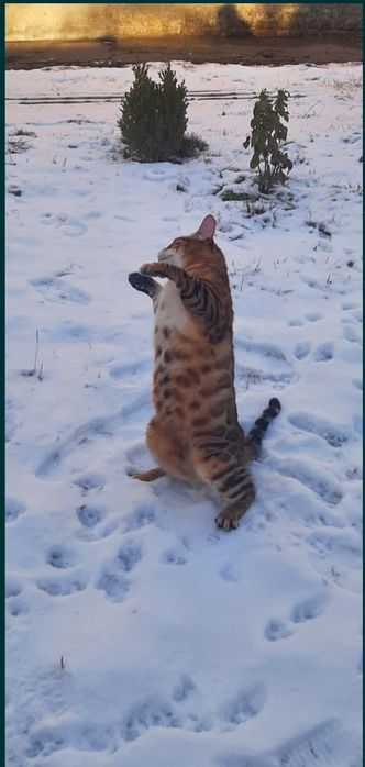 Бенгал. Бенгальский кот. Бесплатно