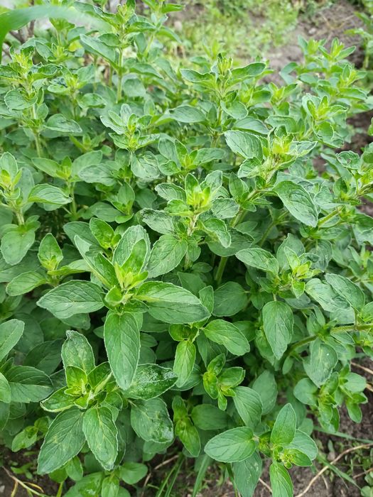 Sadzonki chrzanu zioła