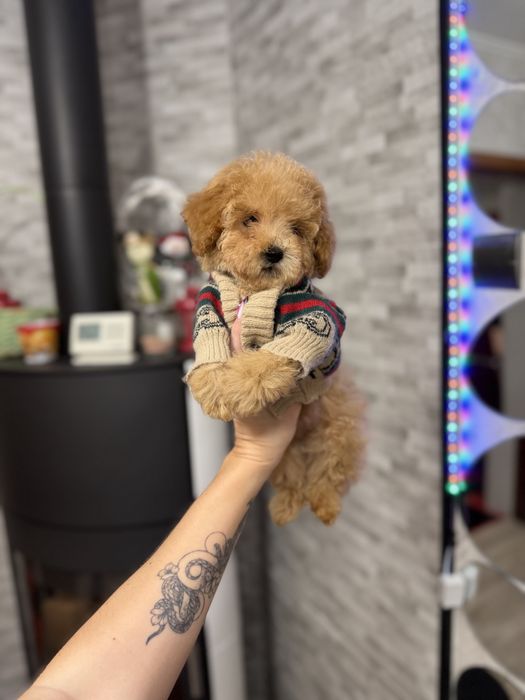 Мальтипу малыш не большого размера