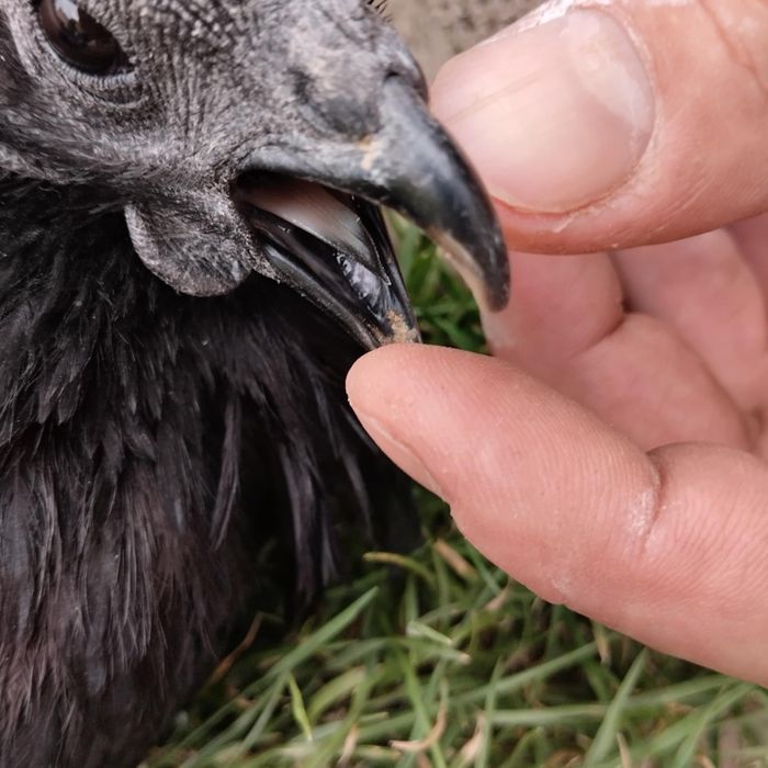 Jaja lęgowe ayam cemani