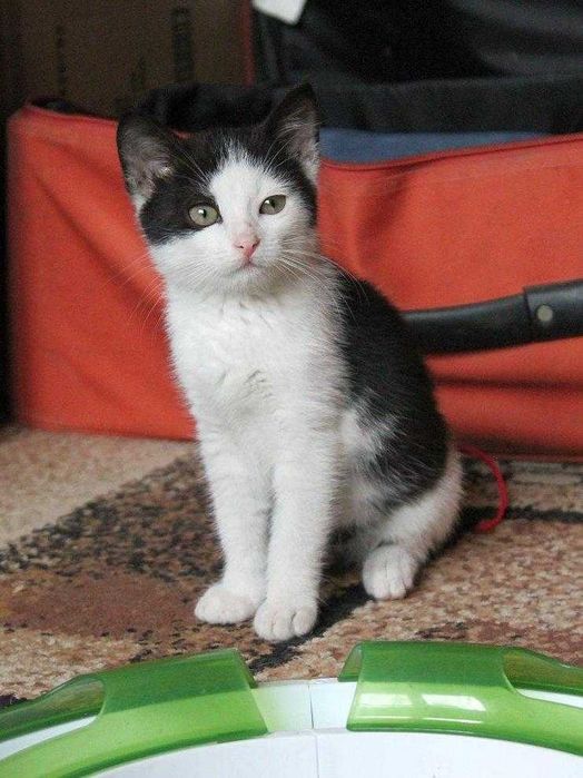 Malutka, niezwykle ujmująca Leosia do adopcji