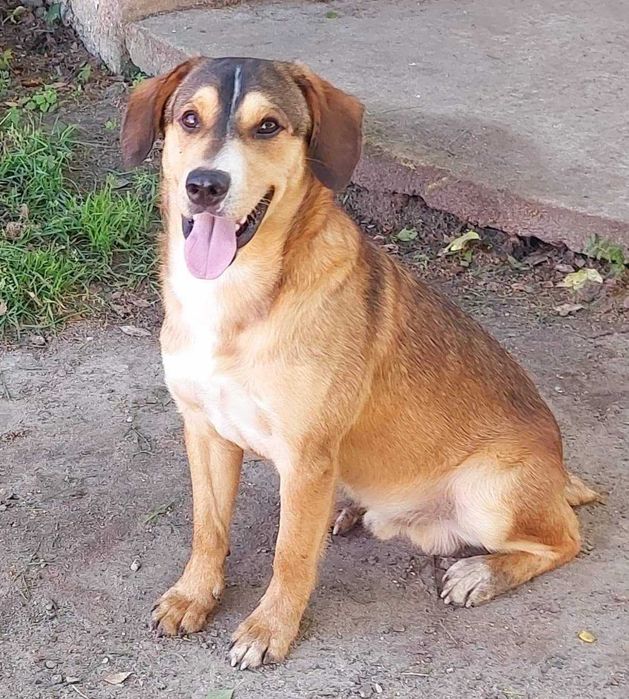 Młody- ok 1,5 roczny  Dolar szuka domu  na zawsze