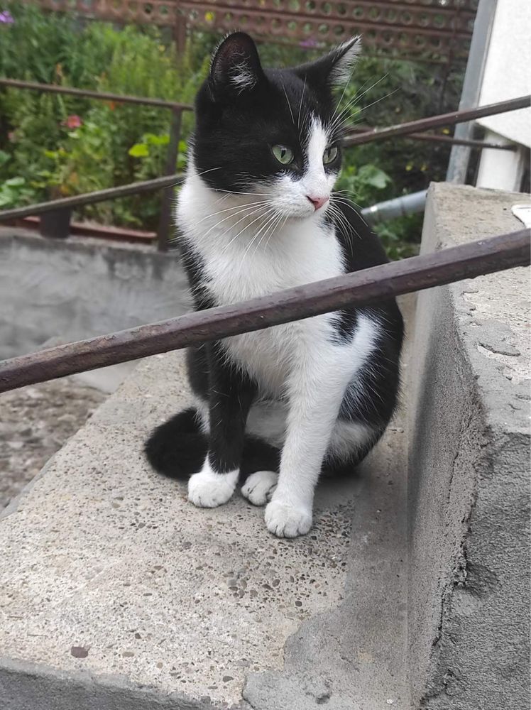 Юний котик Доміно в добрі руки