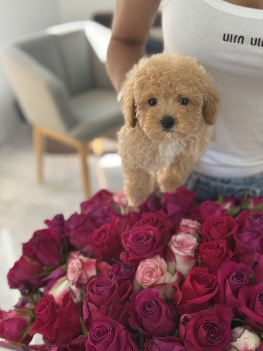 Мальтипу мини девочка ф2