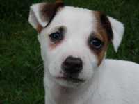 Jack Russell Terrier PIESEK tylko od #SMARTIE JACKS# unique MALE JRT
