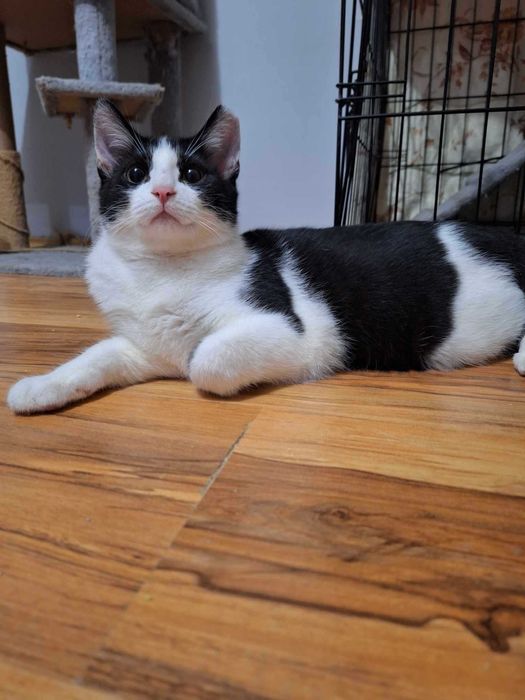 Trzy kociaki oczekują na nowe domki