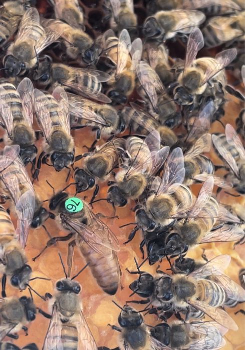 Матки Бакфаст F1. B1003, В200 Німеччина Ральф Кольбе