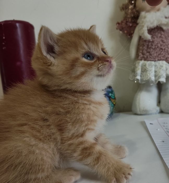 Macho Scottish Straight