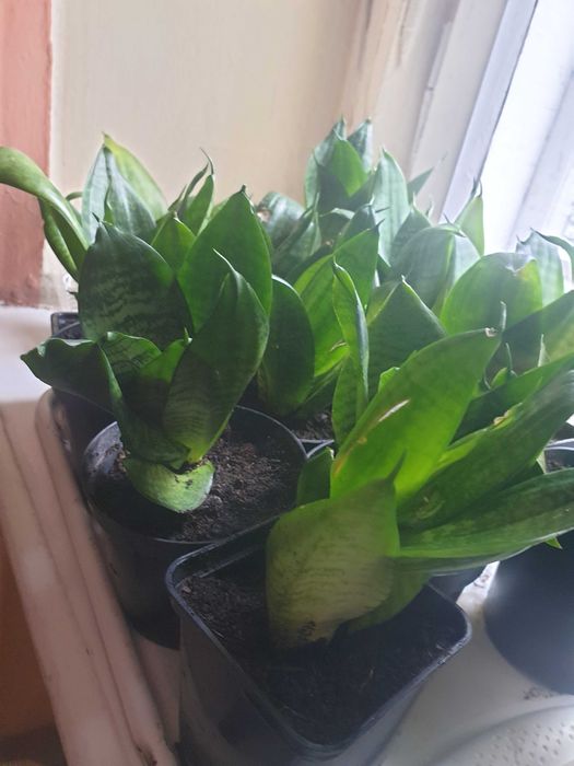 Roślina doniczkowa sansewieria niska