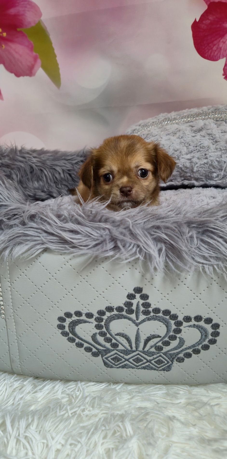 Szczeniak chihuahua długowłosy do rezerwacji,  przepiękny