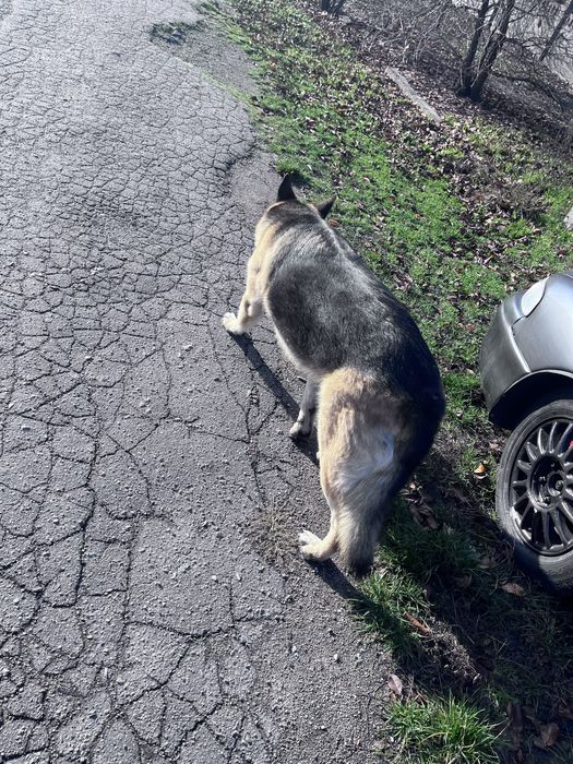 Видел овчарку , улица покровская