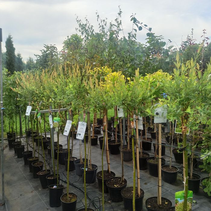 Szkółka Drzew i Krzewów ozdobnych AWSikora