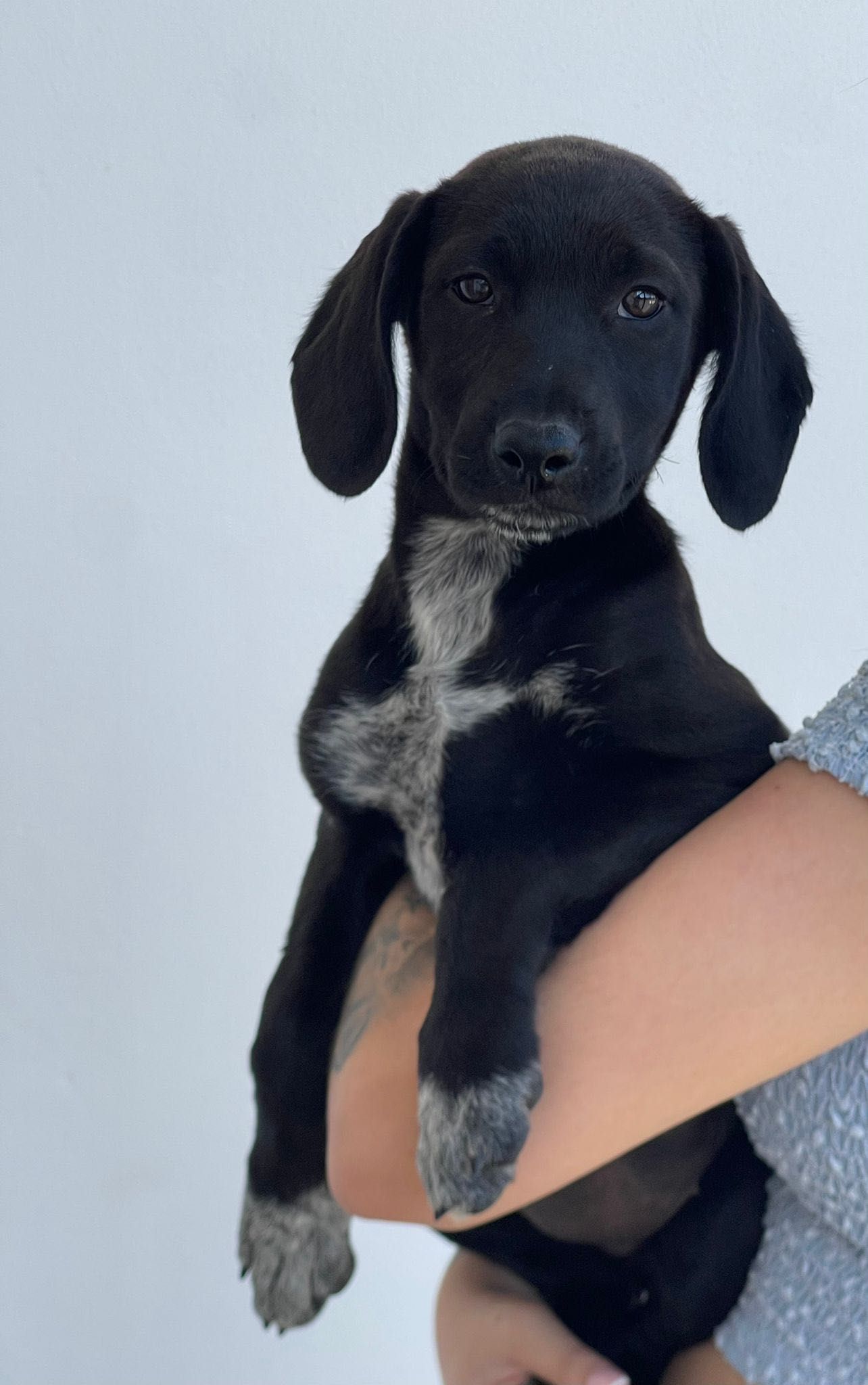 Cadela bebé para adoção RESPONSÁVEL