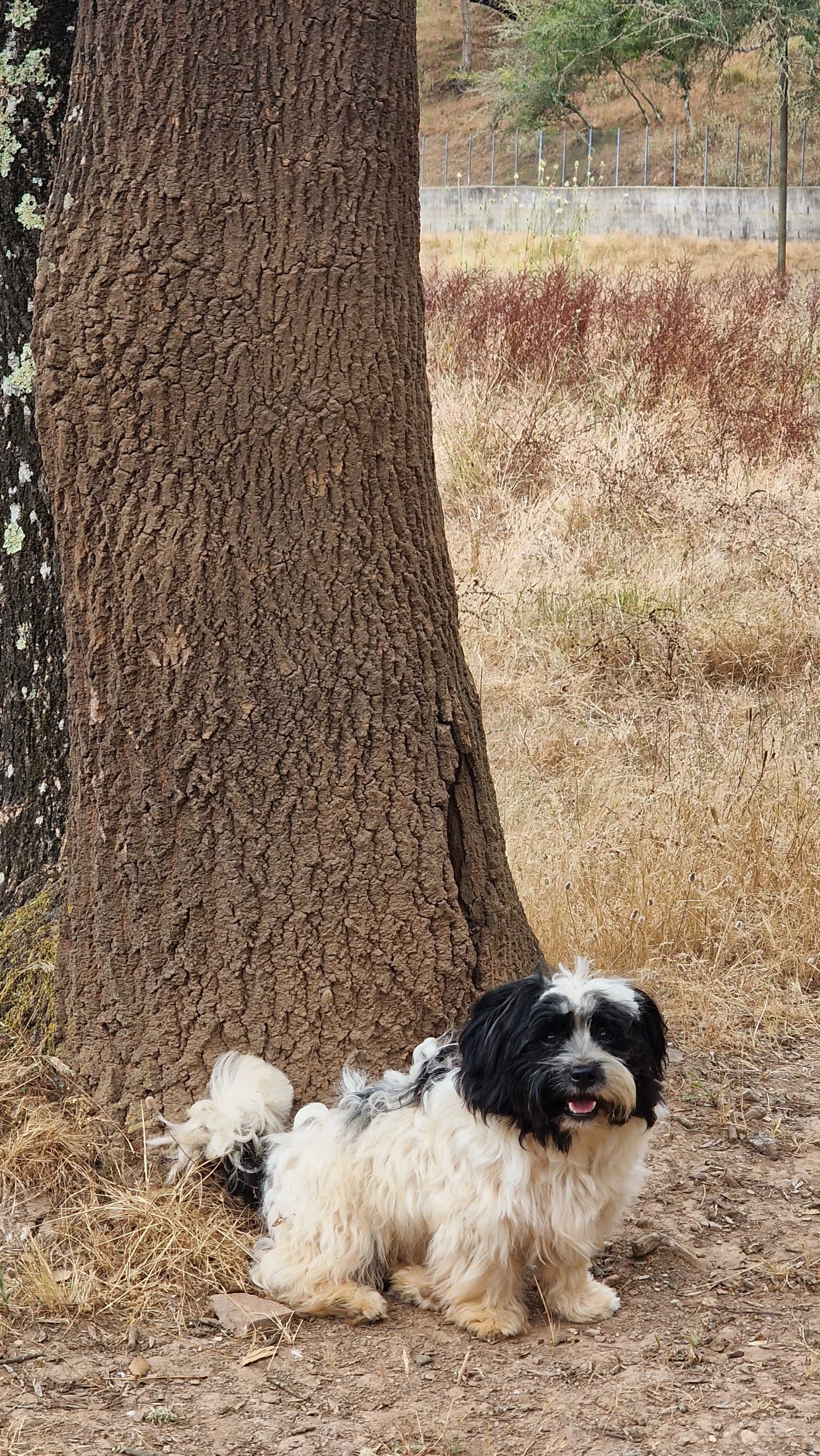 Cachorrinho de porte pequeno