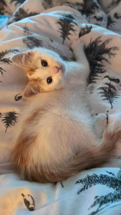 Nelly kocie maleństwo do adopcji