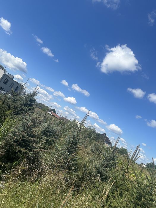 Choinki  Drzewo świerk jodła z gruntu