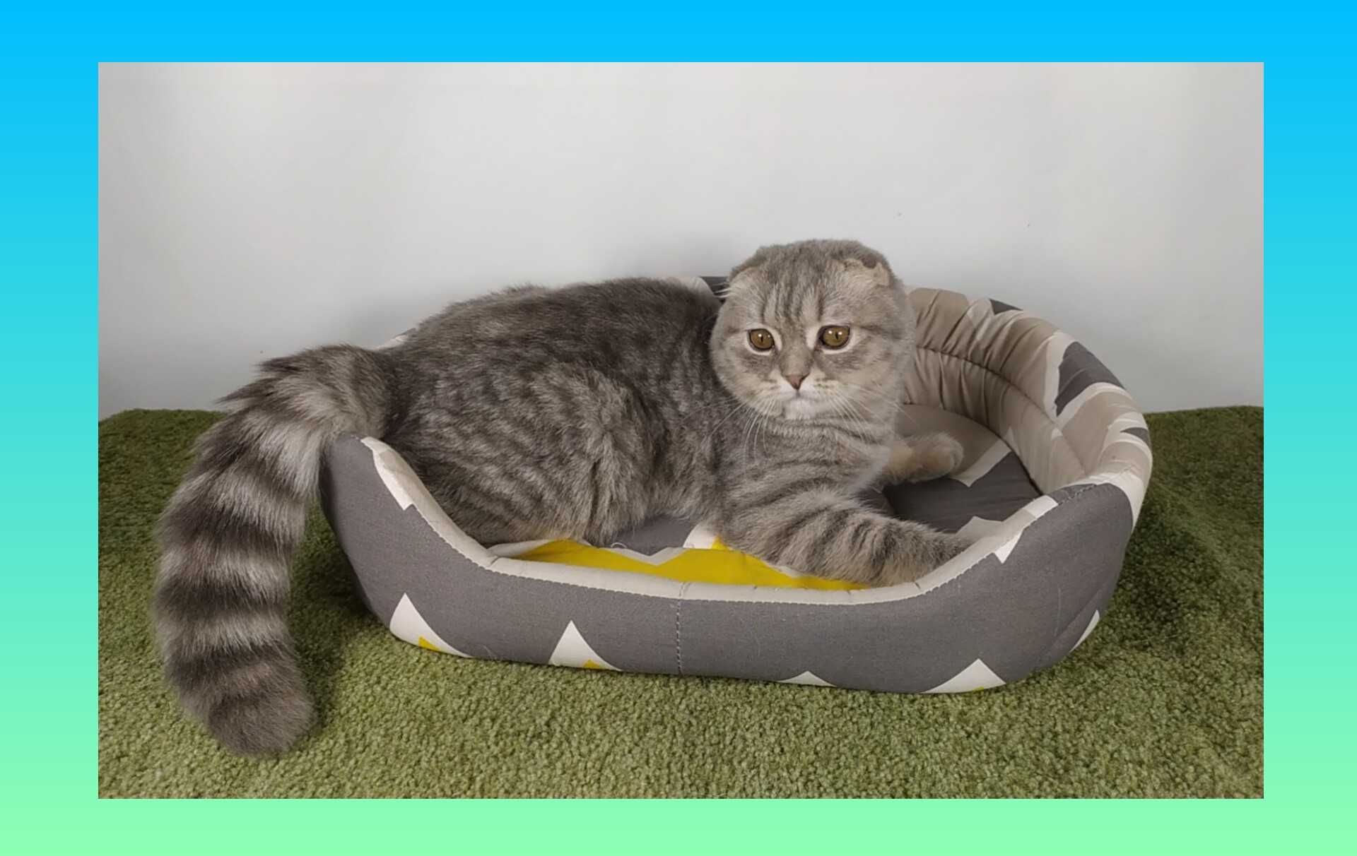 Котята Шотландские.