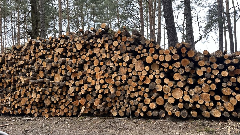 Sprzedam drewno Olchowe, Olcha kłoda