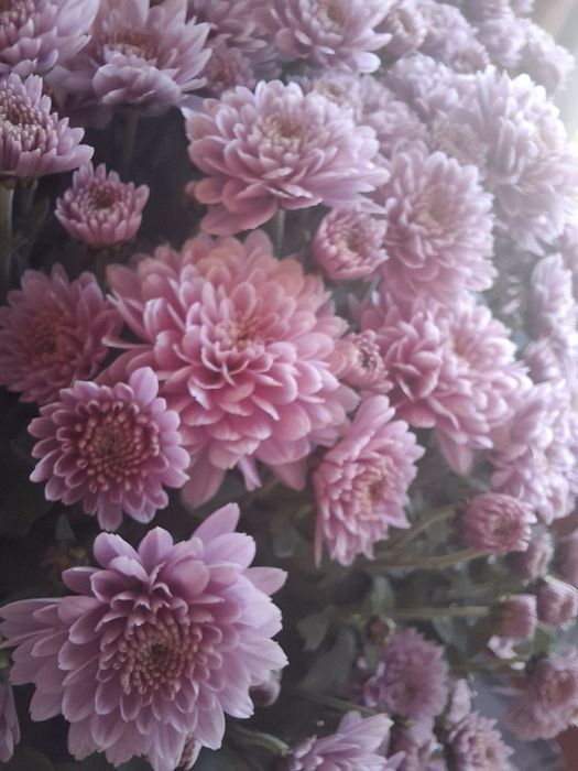 Chryzantemy na święto zmarłych