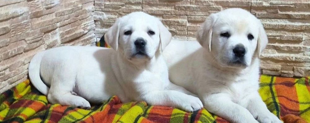 Лабрадори Белая девочка Лабрадор Ретривер Доставка за границу