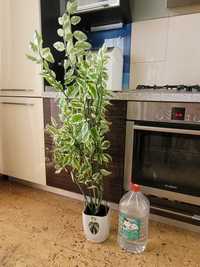 Продам растение Педилантус вариегатный. Семейство Молочайные.