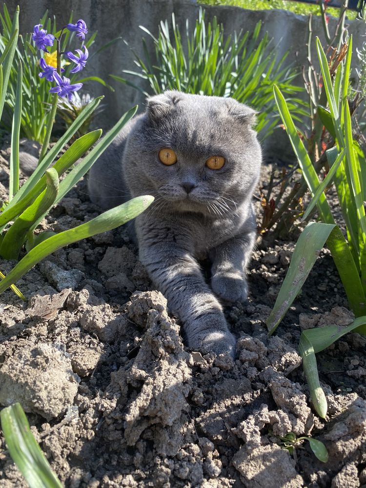 Висловухий котик шукає кішечку