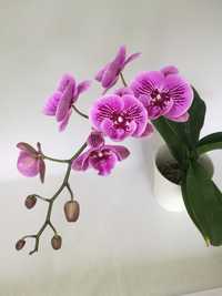 Продам домашню орхідею біг-ліп 500 грн.