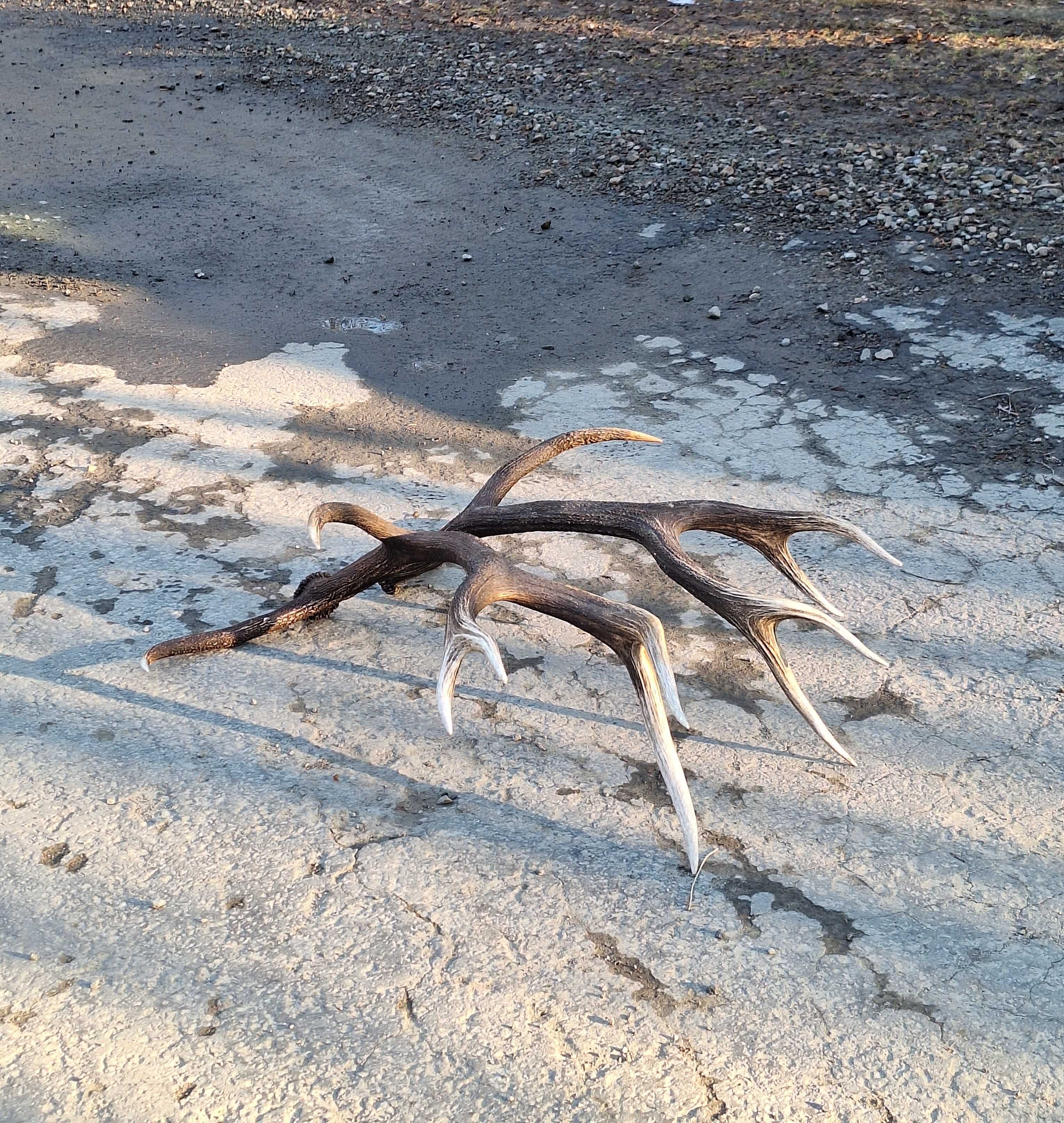 Para zrzutów poroże jelenia