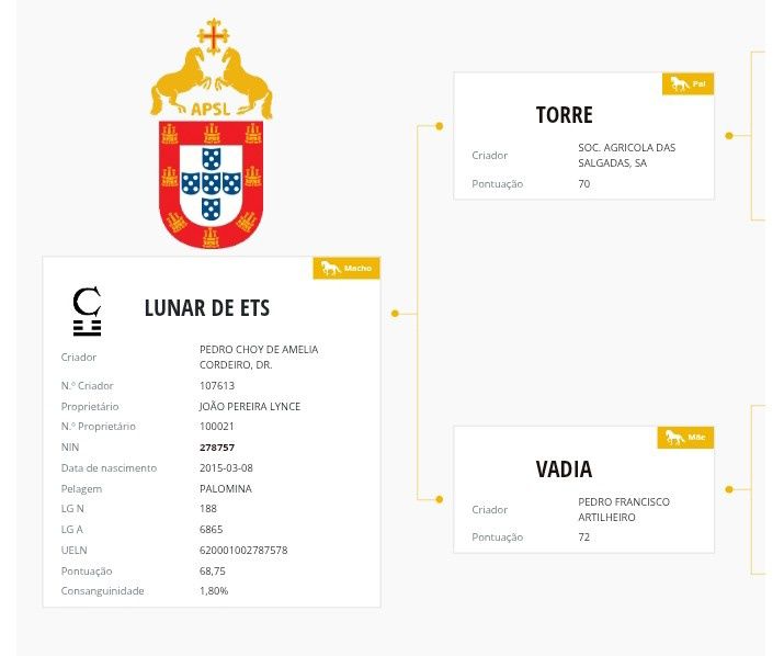Poldro puro sangue lusitano